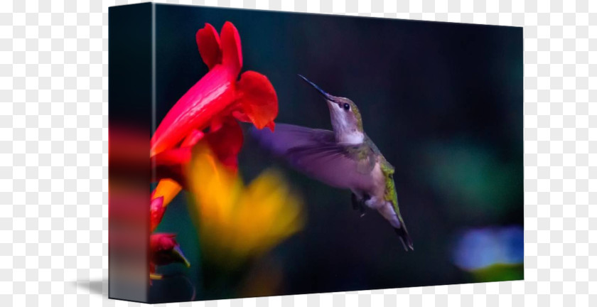 Ruby-throated Hummingbird M Beak PNG