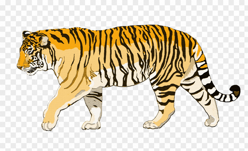 Tiger Siberian Bengal Sumatran Cat Animal PNG