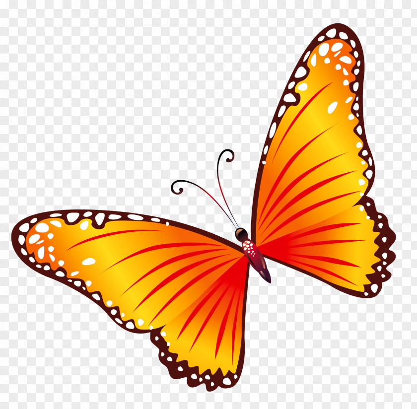 Transparent Orange Butterfly Clipart Clip Art PNG