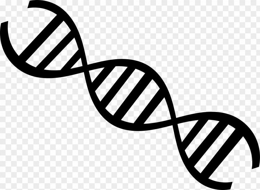 DNA Nucleic Acid Double Helix Genetics Clip Art PNG
