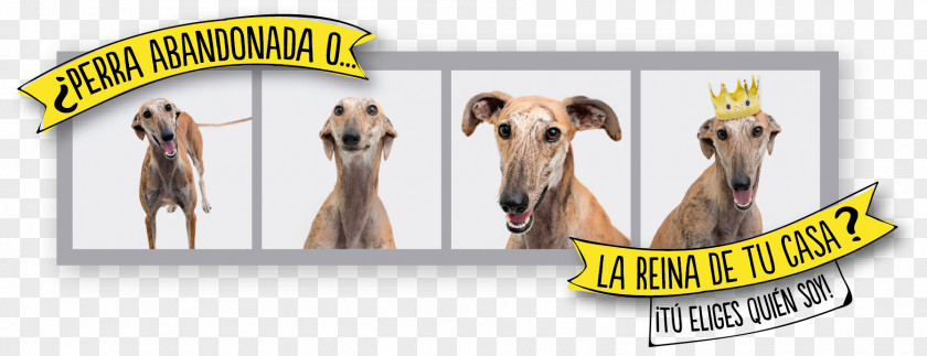 VAINILLA Dog Breed Italian Greyhound Whippet Logo PNG