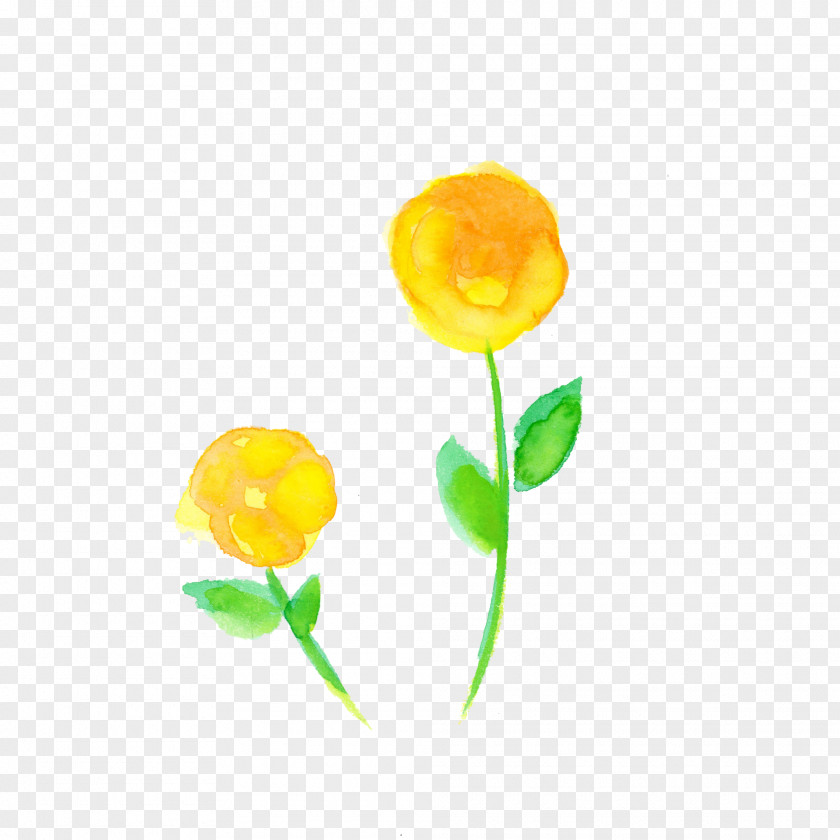 Yellow Flower Plant Petal Tulip PNG