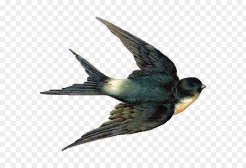 Blue Bird Barn Swallow Flight Clip Art PNG