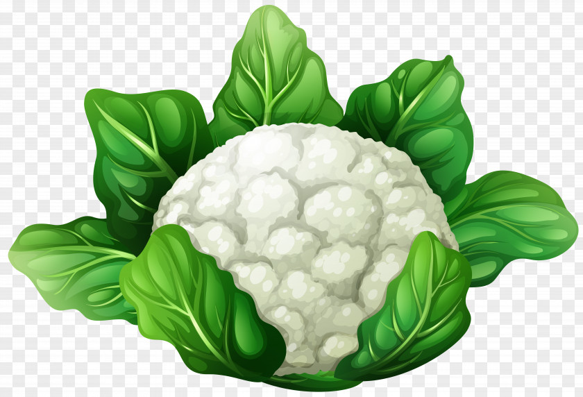 Cabbage Cauliflower Vegetable Clip Art PNG