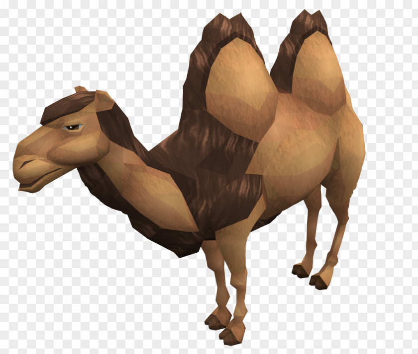 Camel Dromedary Wild Bactrian Horse Wiki PNG