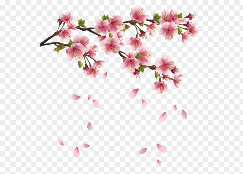 Cherry Blossom Flower Spring Clip Art PNG