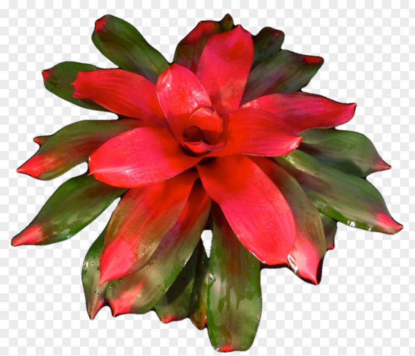 Cut Flowers Flowering Plant Annual PNG