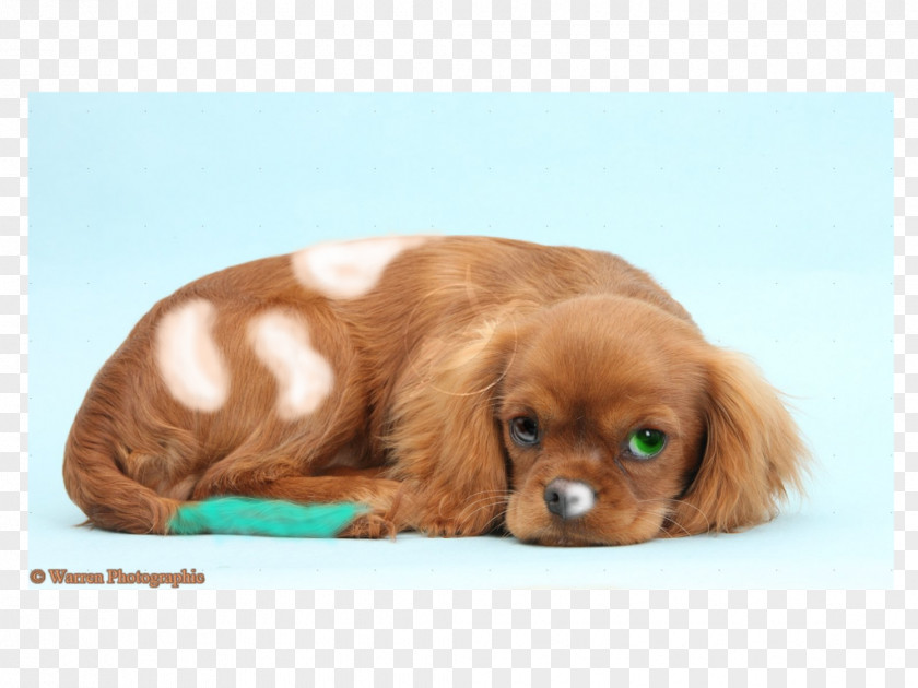 Heart Attack Cavalier King Charles Spaniel Puppy American Cocker Cavapoo PNG
