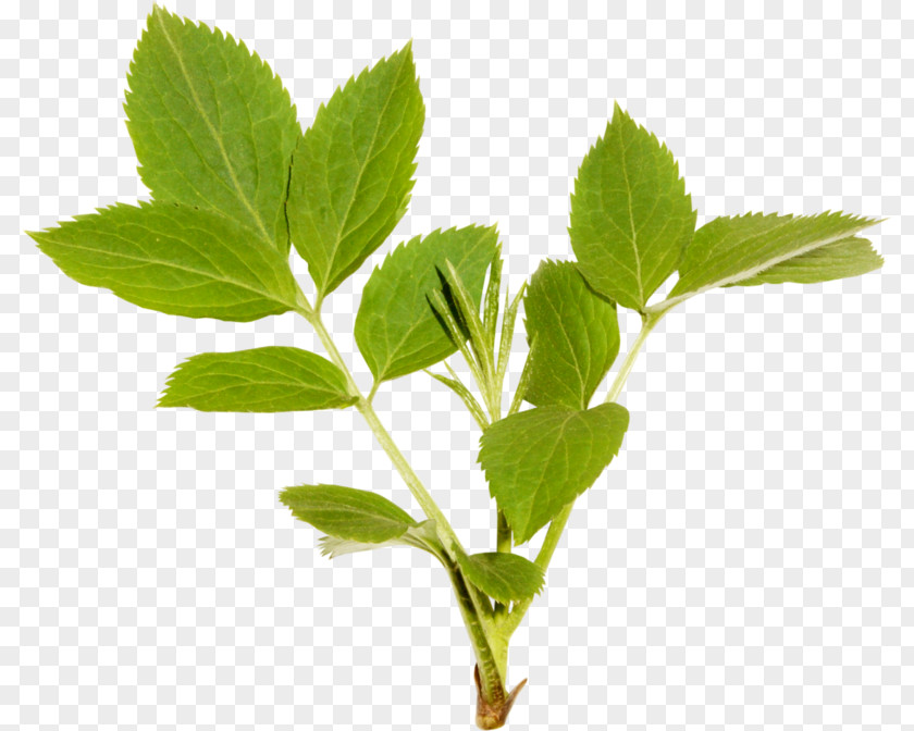 Leaf Herbalism Plant Stem Tree PNG