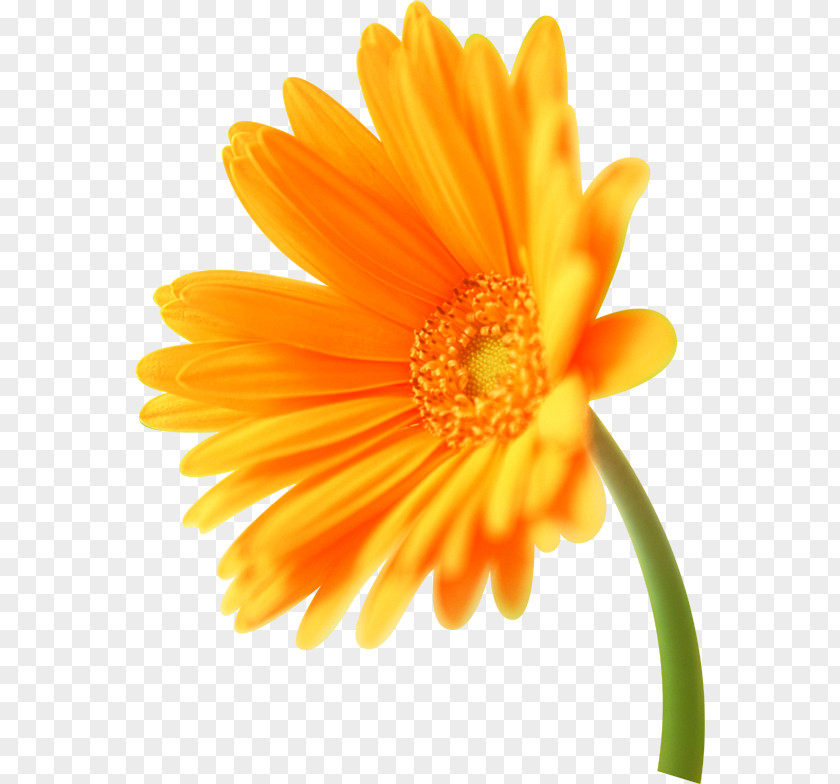 足球logo Orange Transvaal Daisy Flower Florilegium Calendula Officinalis PNG