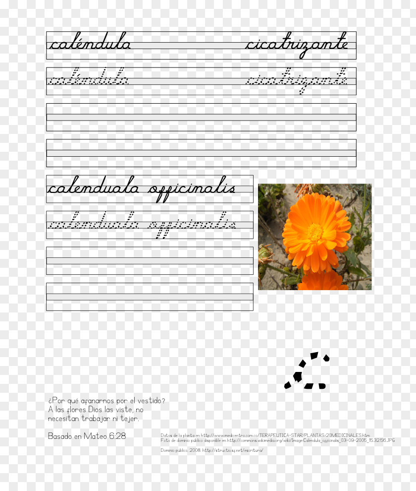 Plant Letter Text Cursive Bas De Casse PNG