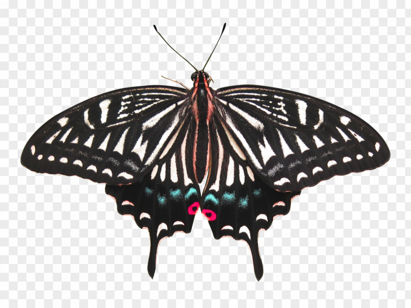 Butterfly Monarch Moth Insect PNG