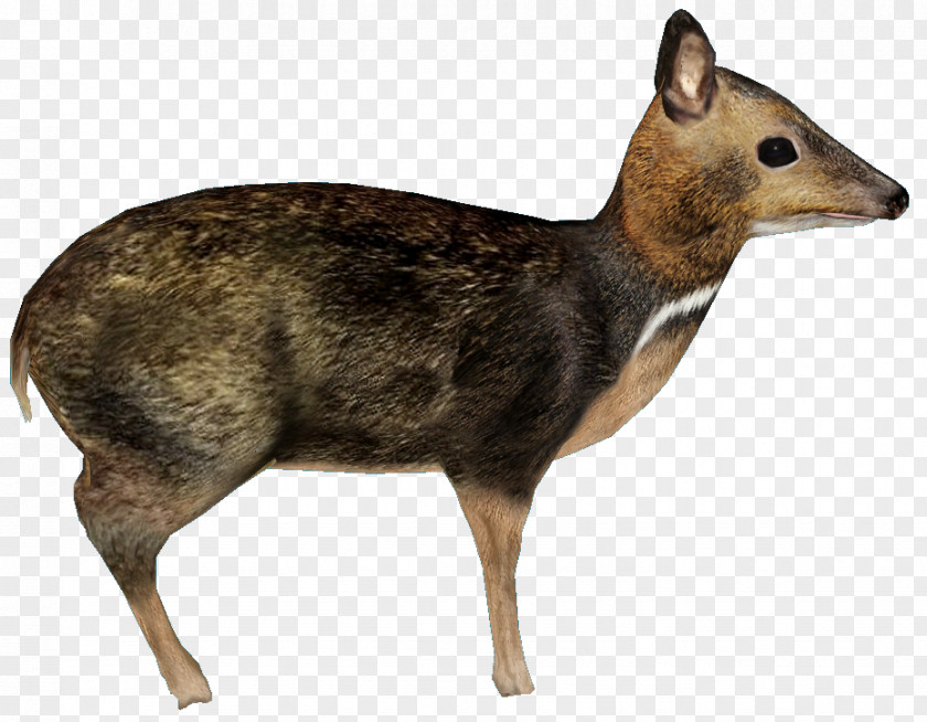 Deer Musk Philippines Antelope Philippine Mouse-deer PNG