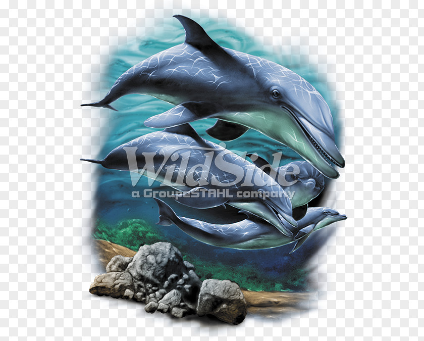 Dolphin Common Bottlenose Wholphin Close-up PNG