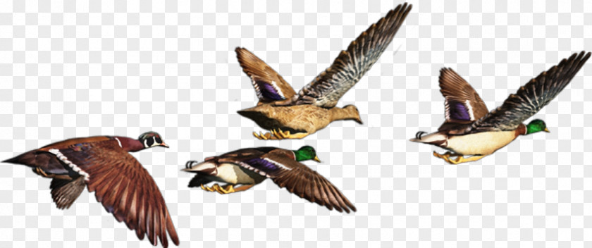 Duck Bird Postales Originales/Making Cards Grey Geese PNG