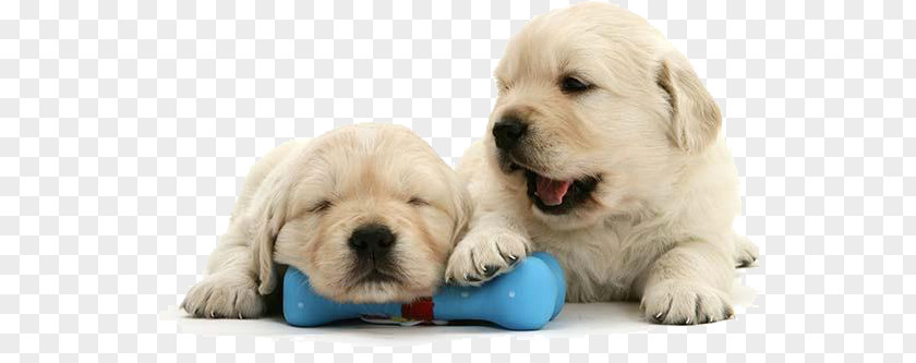 Golden Retriever Labrador Puppy Dog Breed Companion PNG