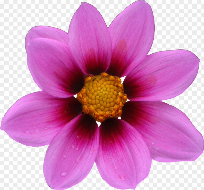 Pink Flower Cosmos Bipinnatus Seed Annual Plant Petal PNG