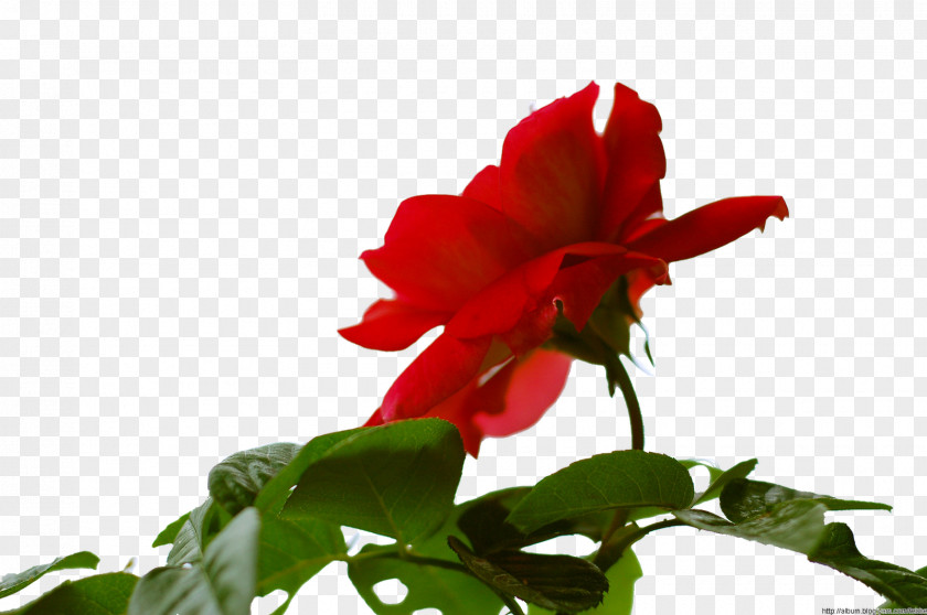 Rose Garden Roses Petal Herbaceous Plant PNG