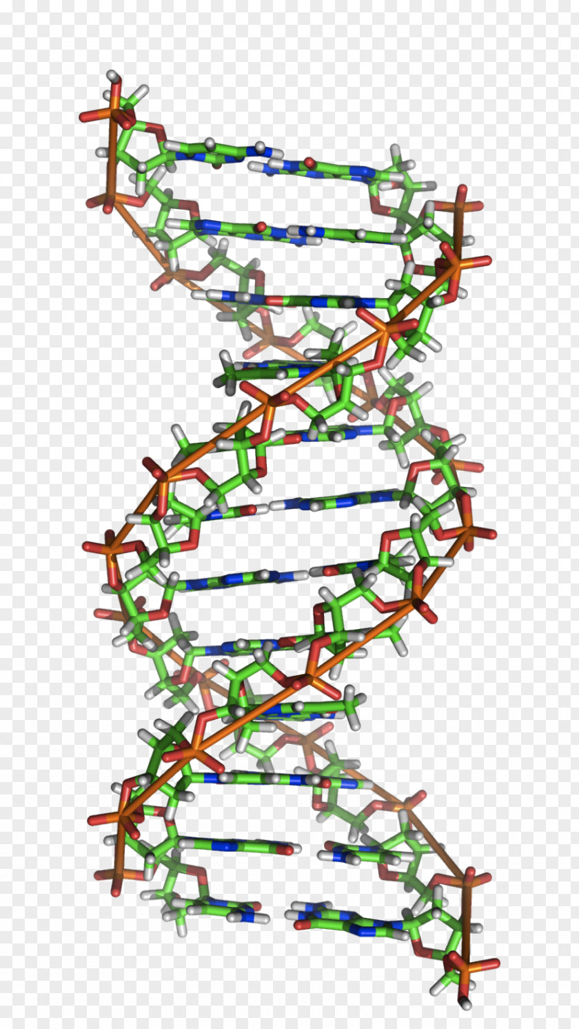 Science Z-DNA A-DNA Nucleic Acid Double Helix RNA PNG