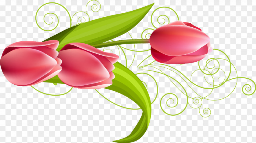 Beautiful Tulip Flowers Flower Download Euclidean Vector PNG