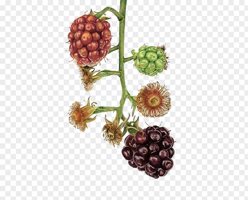 Blackberry Fruit Watercolor Painting Art Illustration PNG