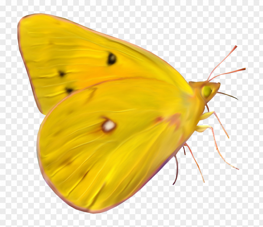 Butterfly Clouded Yellows Moth Insect Brush-footed Butterflies PNG