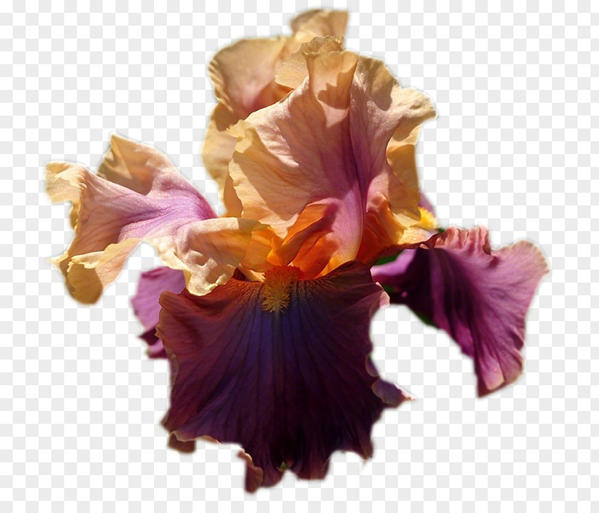 Okra Iris Purple Cut Flowers PNG