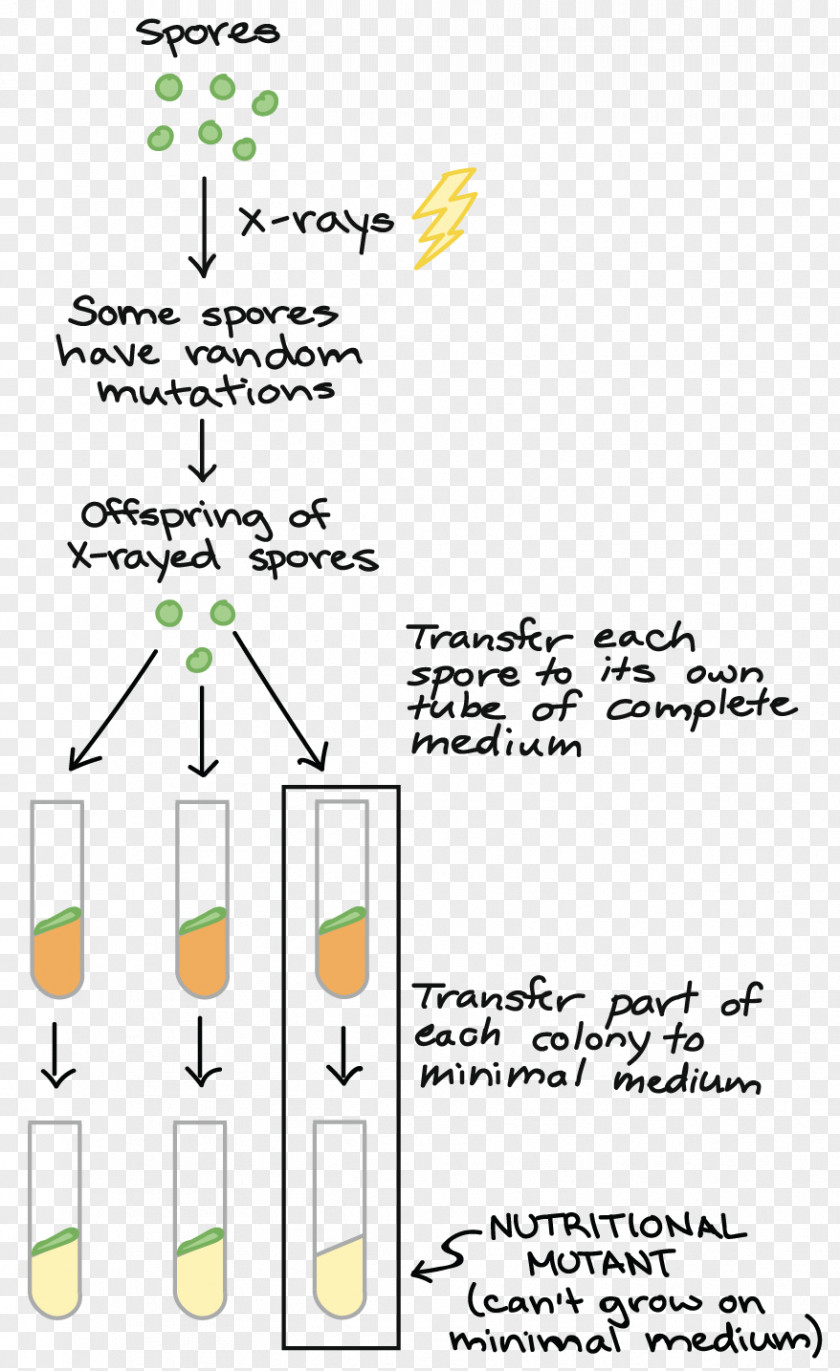 One Gene–one Enzyme Hypothesis Mutation Experiment Biology PNG