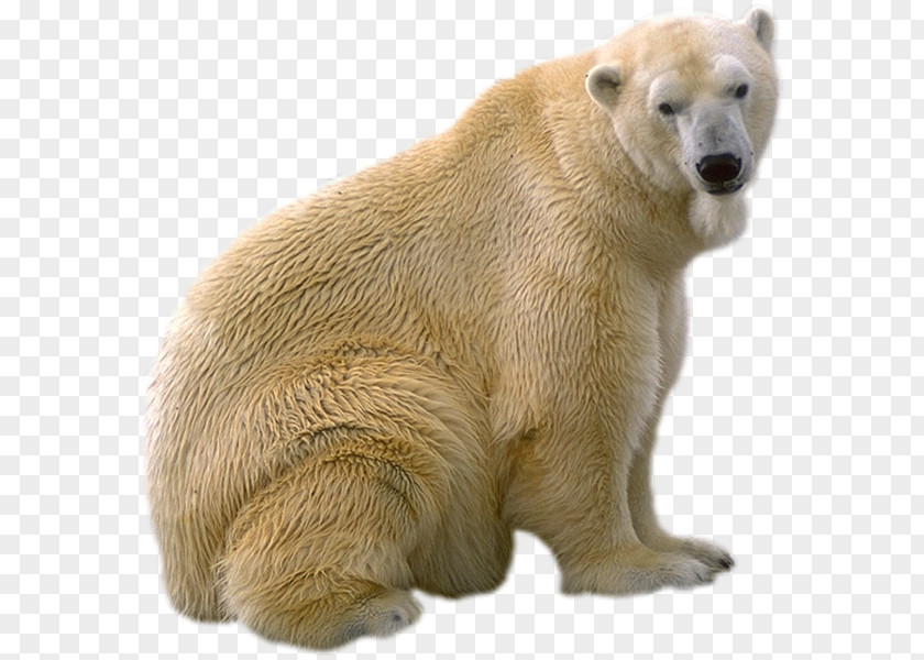 Polar Bear Bear, What Do You Hear? Brown Giant Panda Gray Wolf PNG