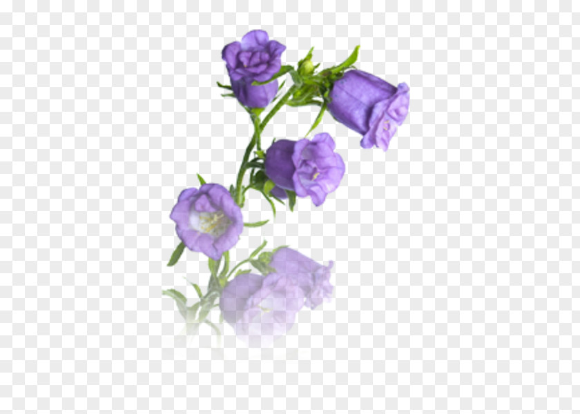 Bellflower Photography Clip Art Image Harebell PNG