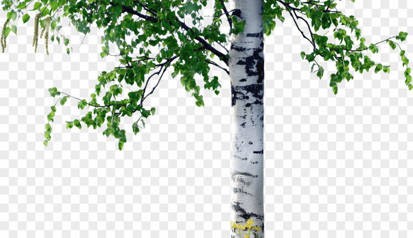 Column Birch Tree Trunk Coarse Woody Debris PNG