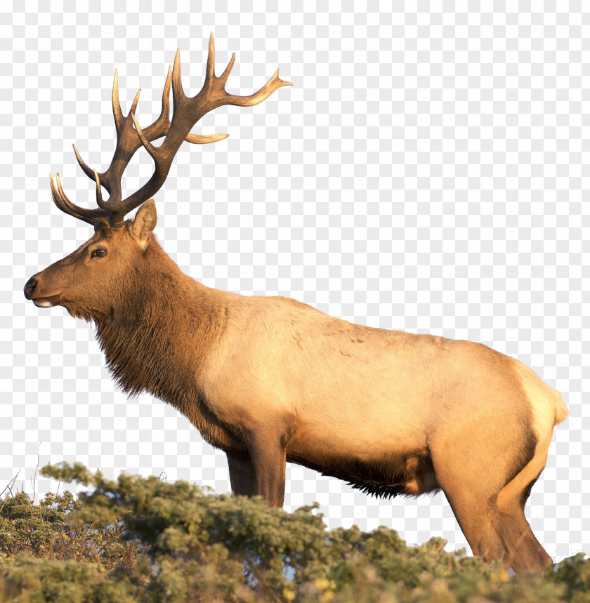 Elk White-tailed Deer Reindeer Hunting PNG