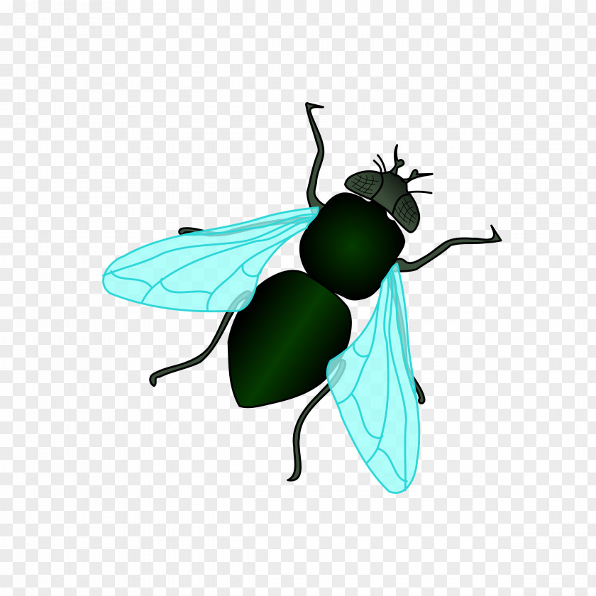 Fly Housefly Insect Clip Art PNG