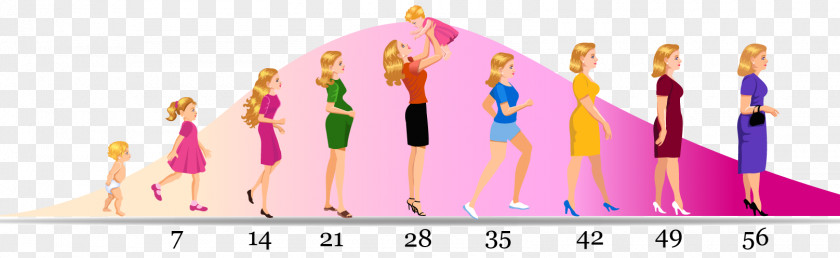 Aging Woman Life Menopause Evolution Biology PNG