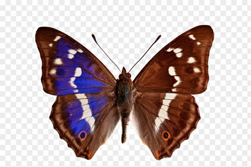 Butterfly Lesser Purple Emperor Butterflies & Insects PNG