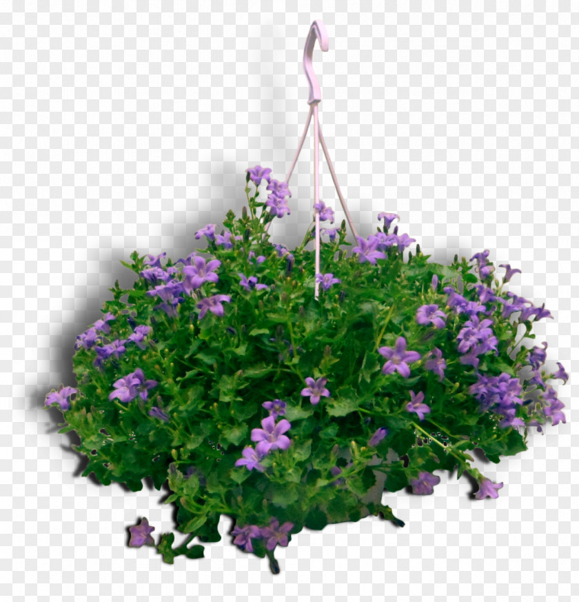 Campanulaceae Ornament Vervain Annual Plant Herbaceous Crane's-bill Lavender PNG