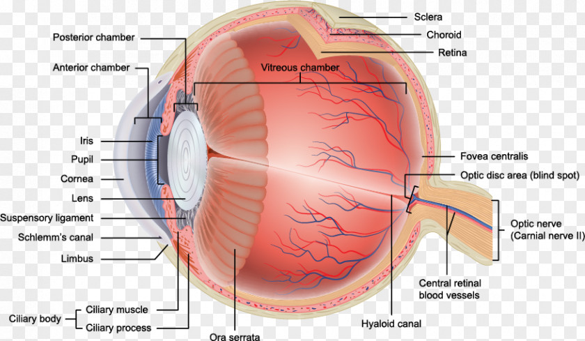 Eye Human Anatomy Retina Orbit PNG