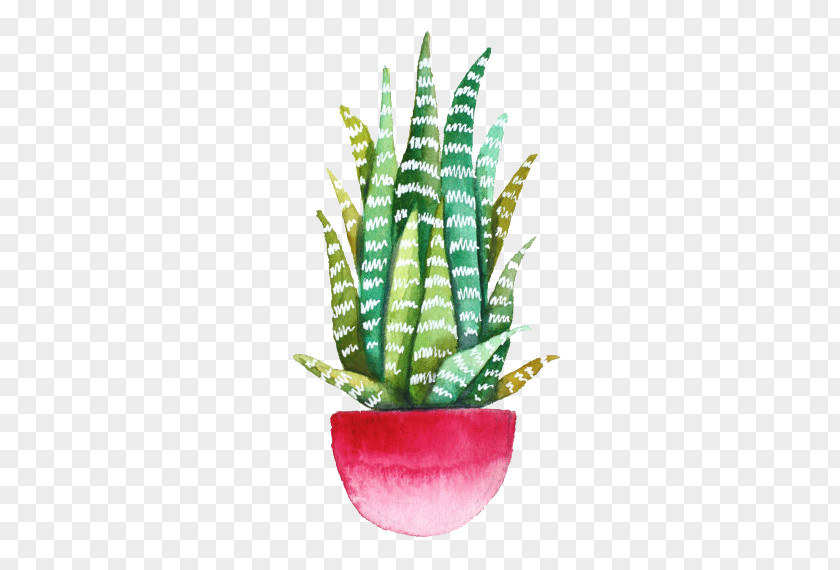 Hand-painted Beautiful Aloe Plant Material Echeveria Agavoides Drawing Cactaceae Succulent Watercolor Painting PNG