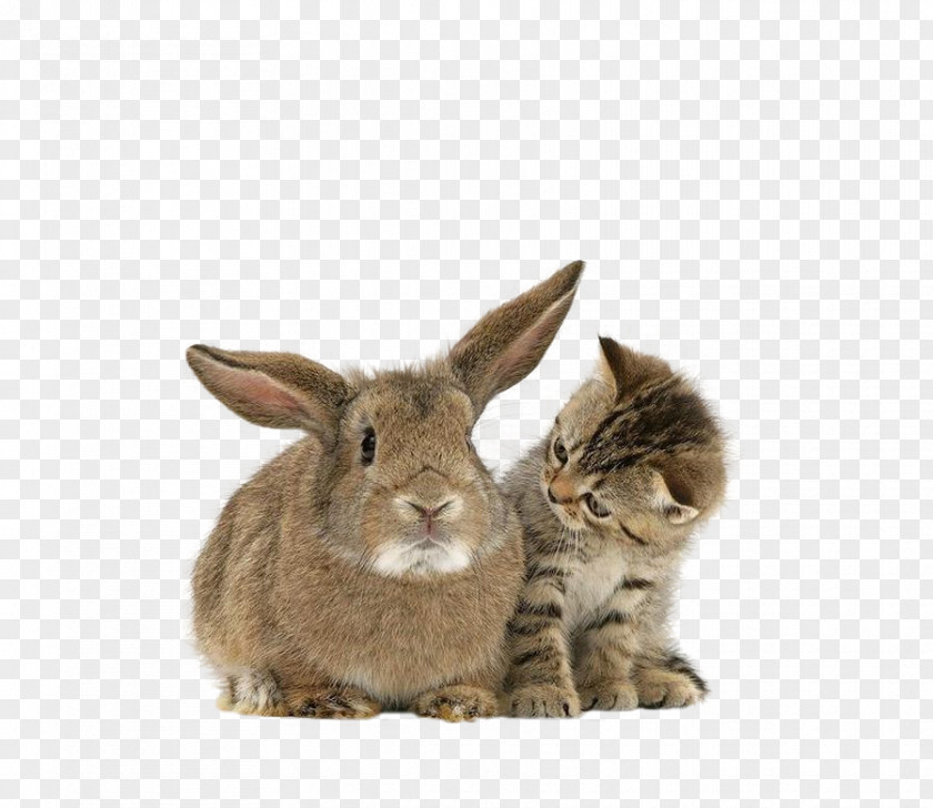 Kitten Maine Coon Pet Puppy Rabbit PNG