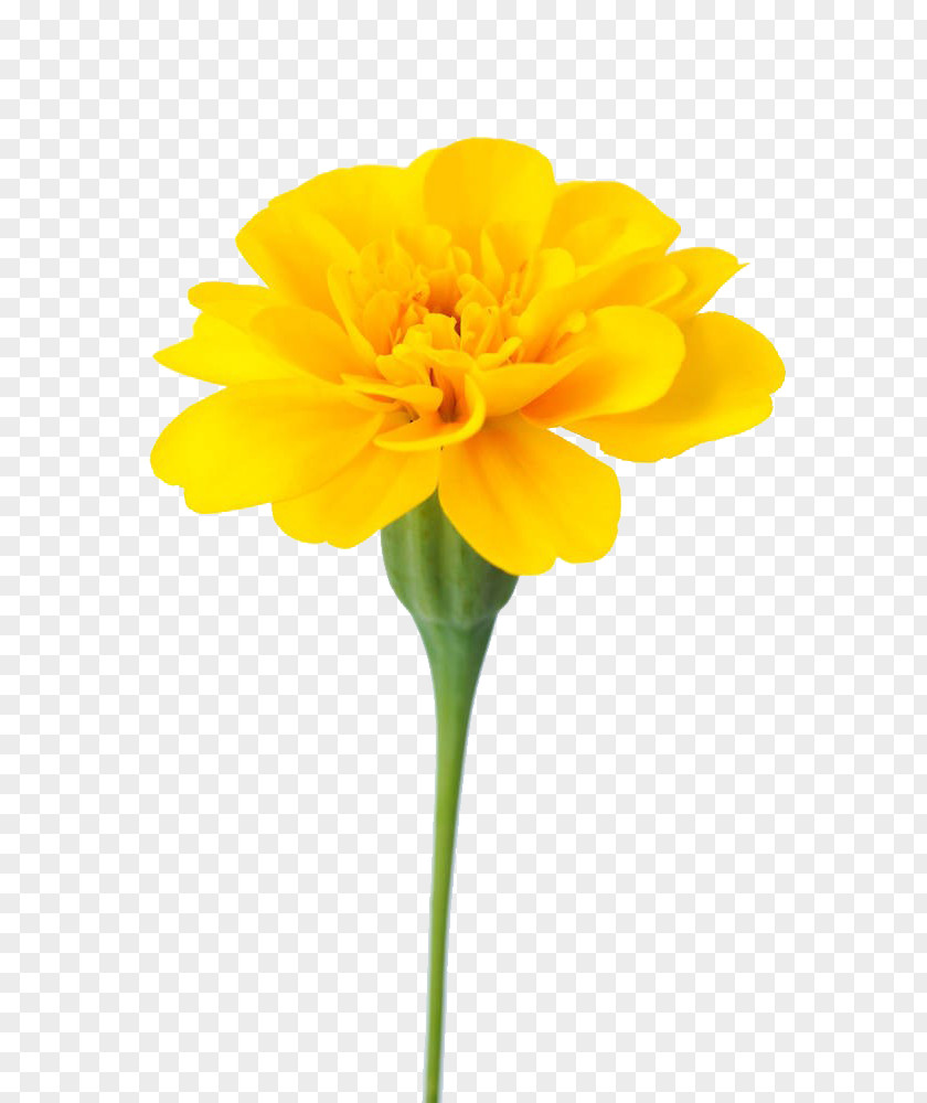 Marigolds Are Available For Free Download Mexican Marigold Flower Calendula Officinalis Dahlia PNG