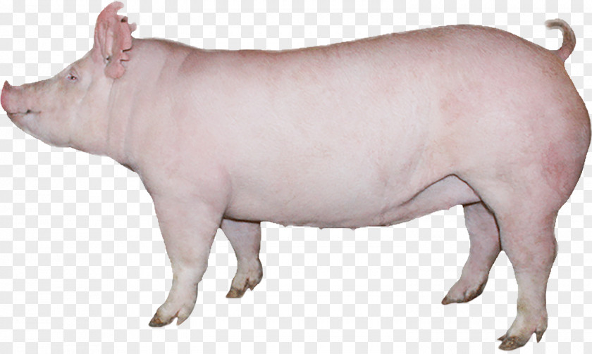 Pig Domestic Pig's Ear Cattle Indiana PNG