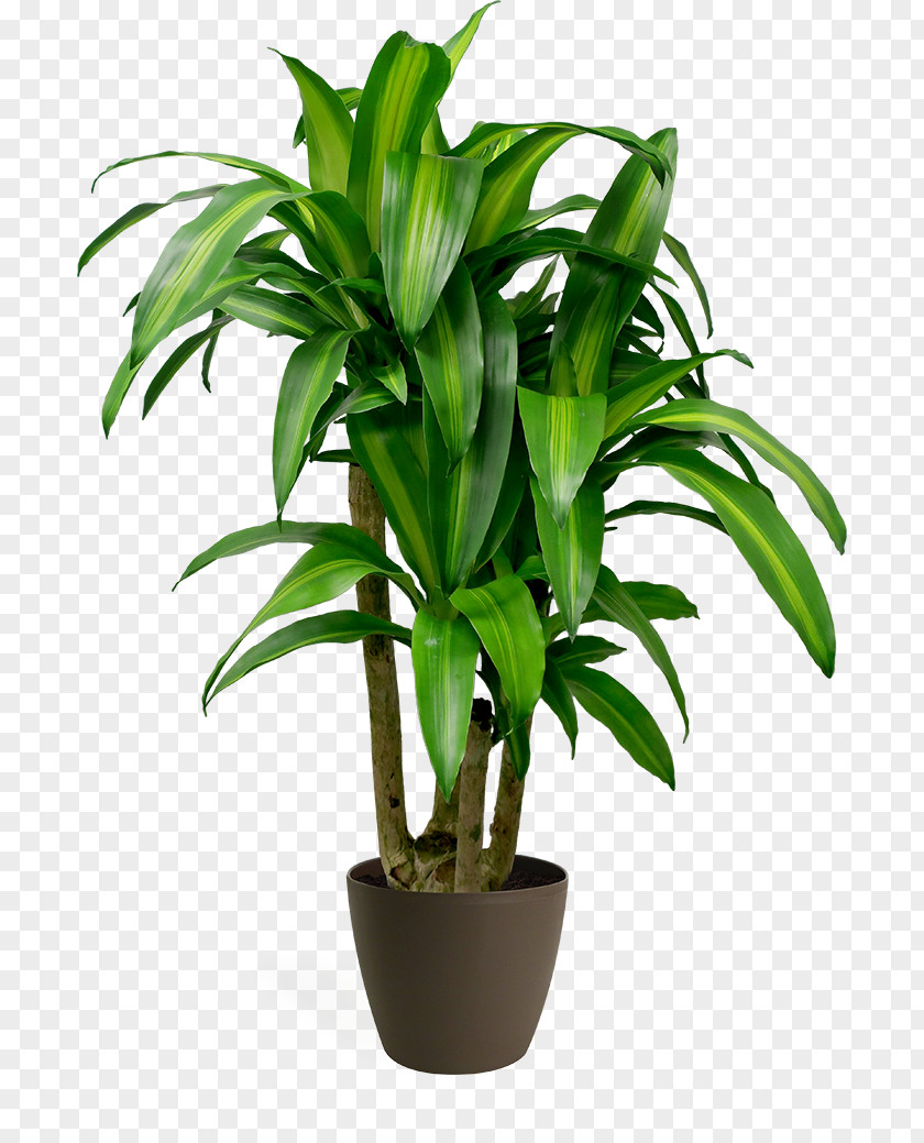 Ti Plant Yucca Date Tree Leaf PNG