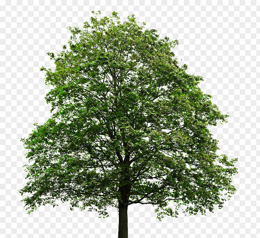 Trees Acer Macrophyllum Silver Maple Tree Stock Photography Leaf PNG
