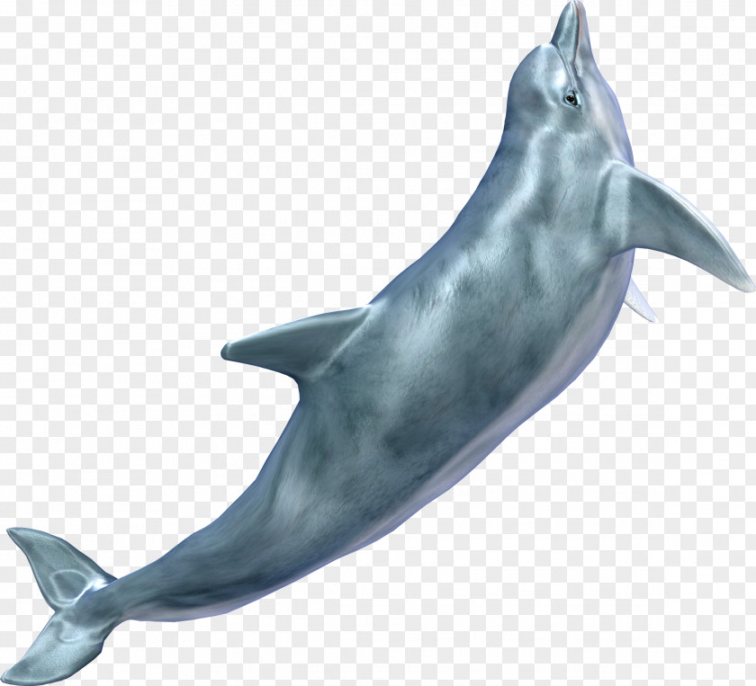Whale Dolphin Clip Art PNG