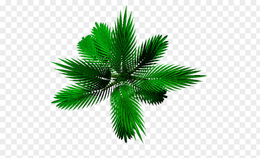 Date Palm Leaf Plant Stem Arecaceae PNG