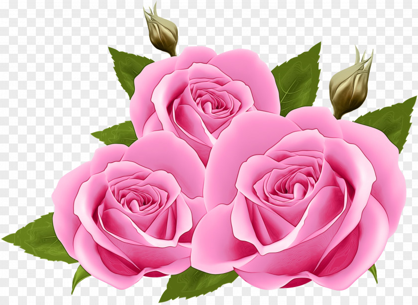 Floristry Camellia Pink Flowers Background PNG