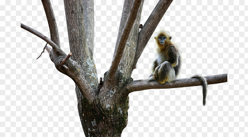 Golden Monkey Little Animal Snub-nosed PNG
