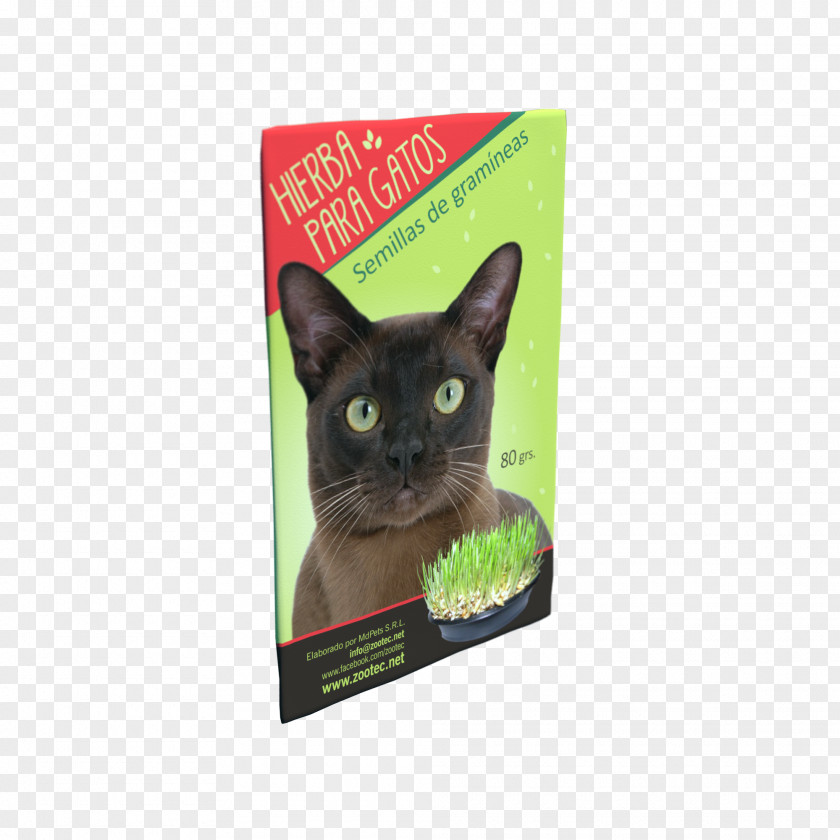 Kitten Korat Whiskers Dog Food PNG