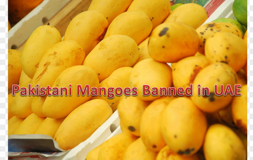 Mango Sindhri Karachi Fruit Federation Of Pakistan Chambers Commerce & Industry PNG