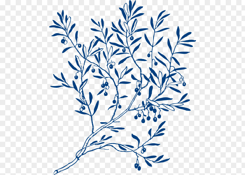 Navy Clipart Olive Branch Coloring Book Tree Clip Art PNG